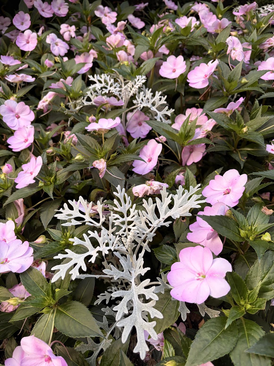 606 Dusty Miller