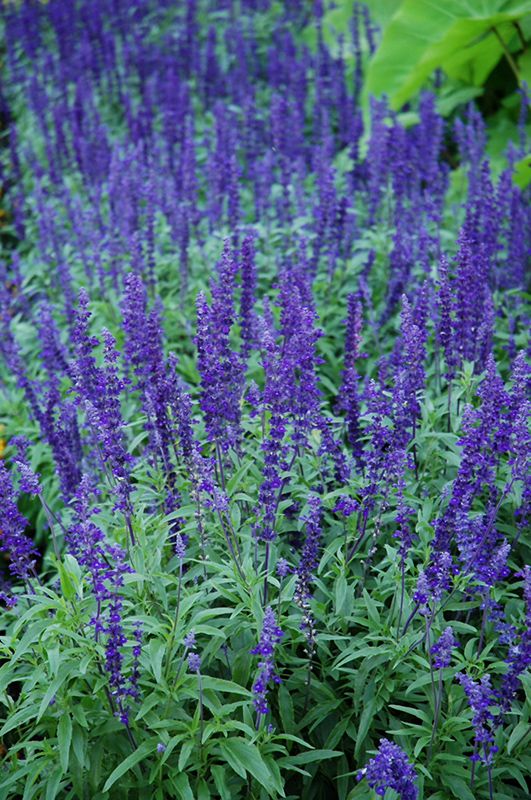 4" Salvia 'Victoria'