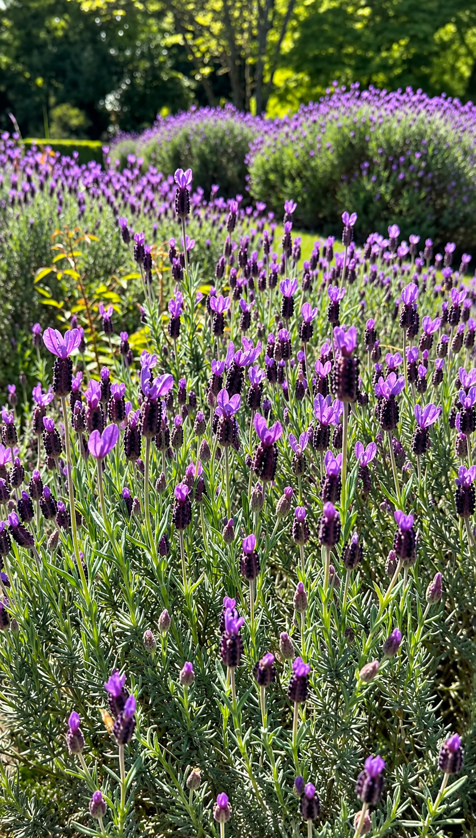 1G Spanish Lavender