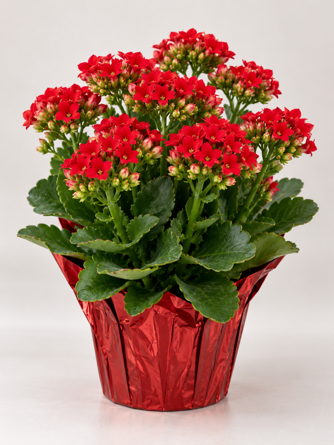 4" Kalanchoe