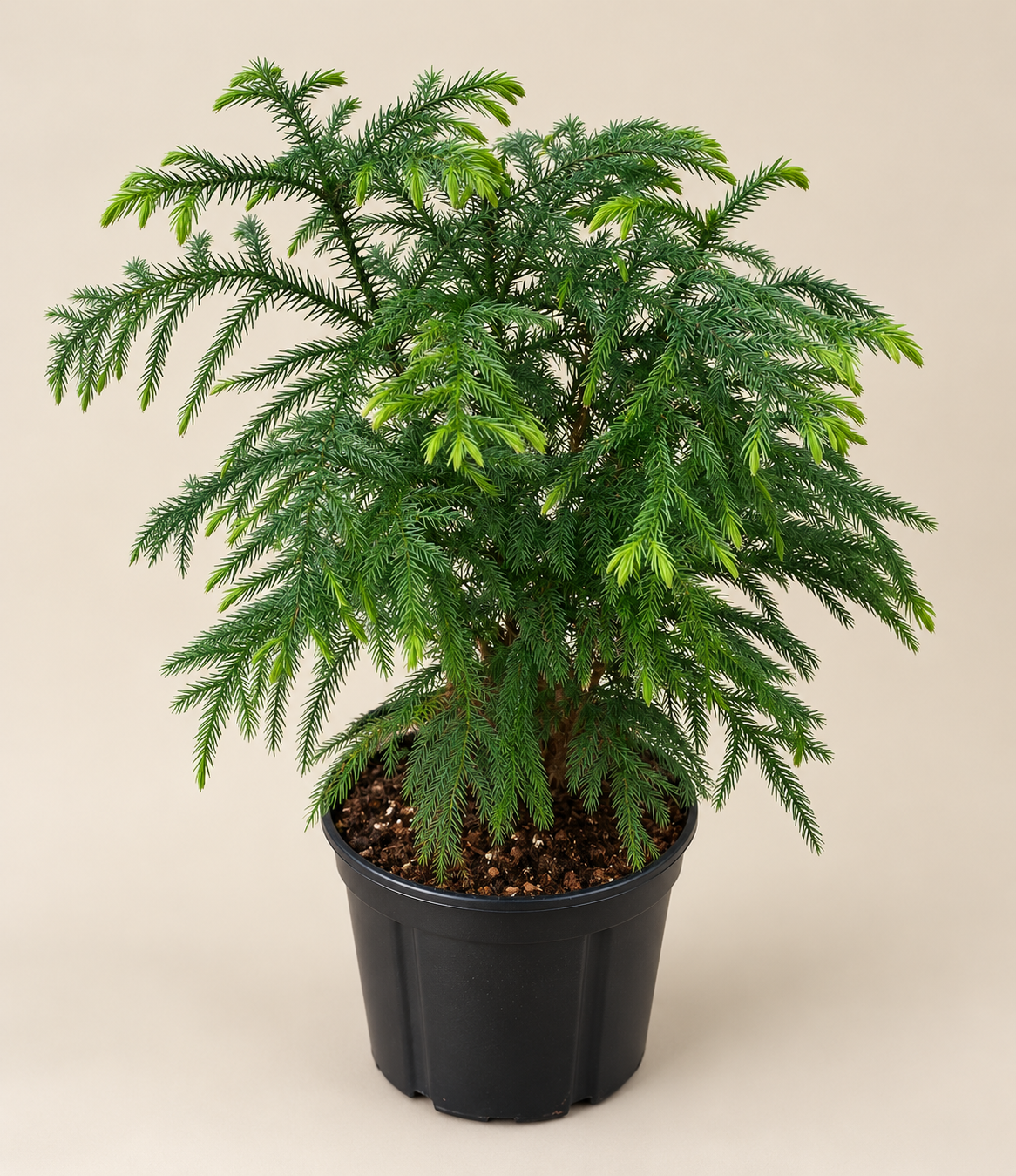 Norfolk Pine – 10" Pot