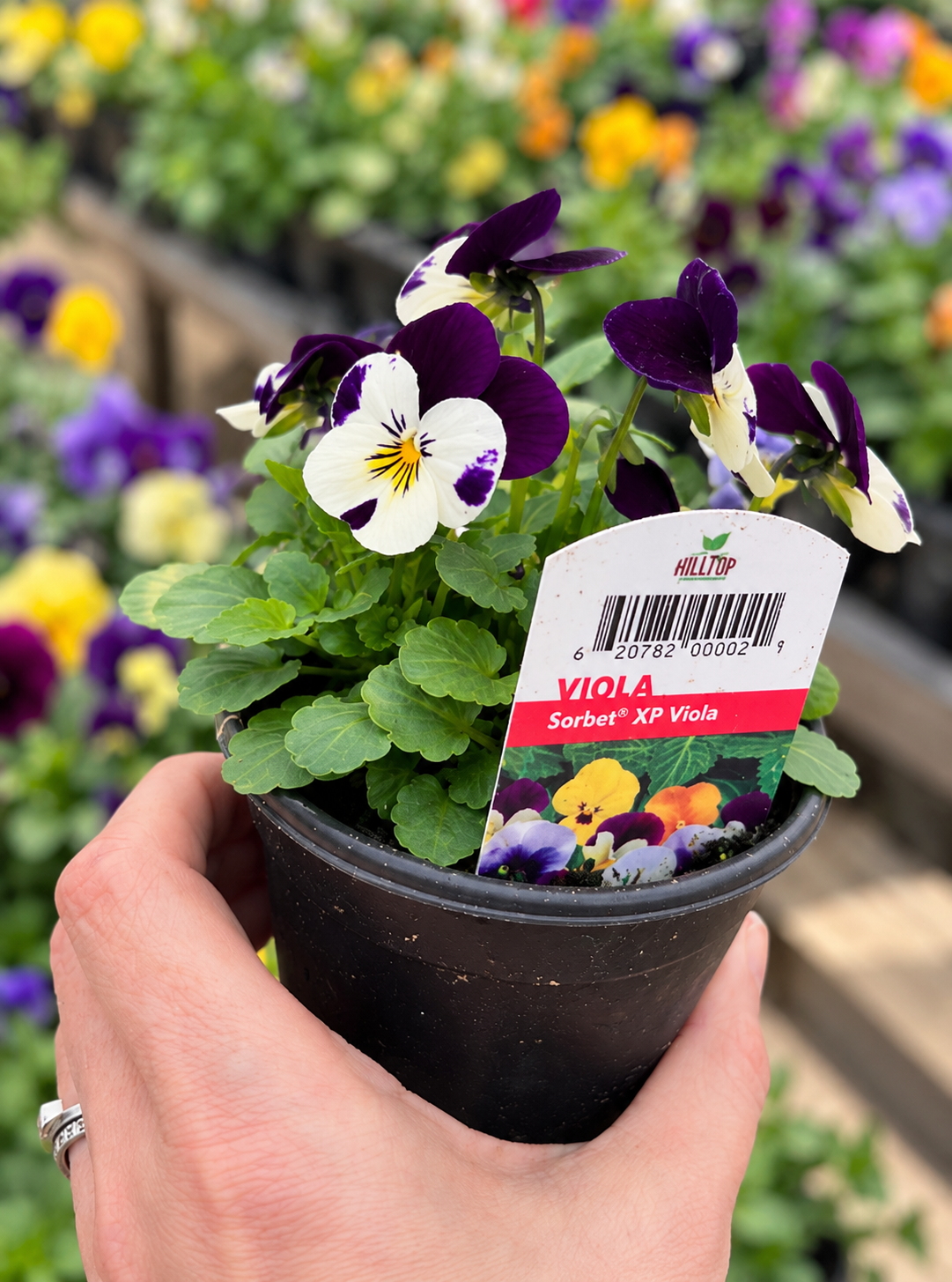 4" Viola ‘Sorbet’ Mix