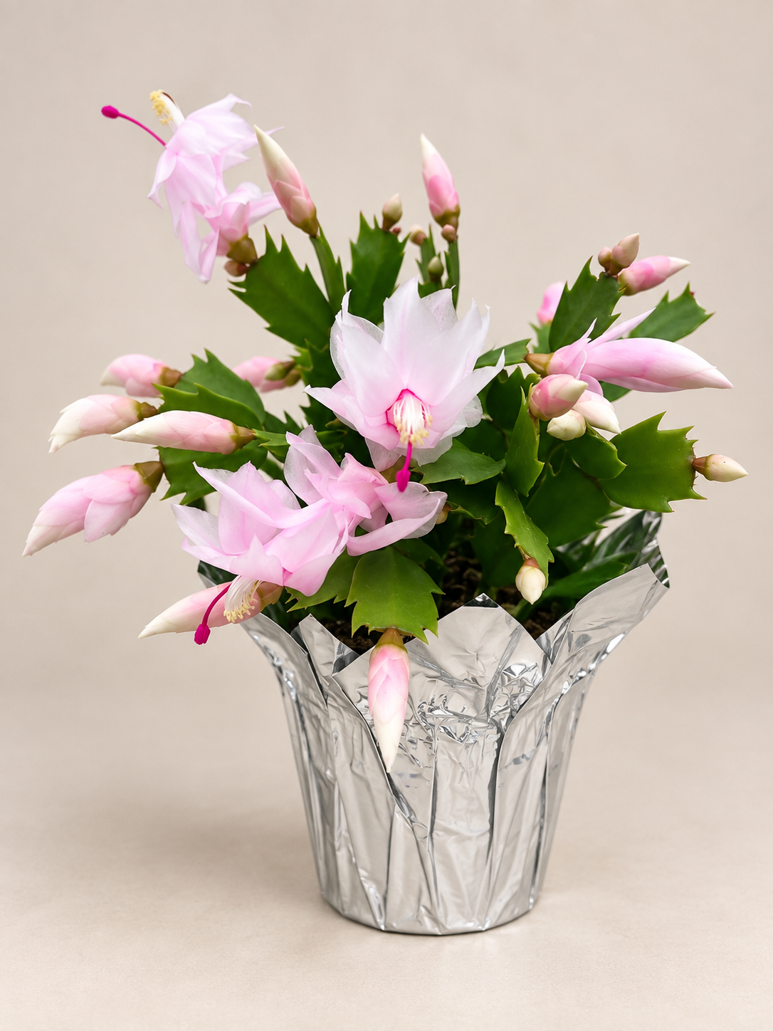 Christmas Cactus – 4" Pot