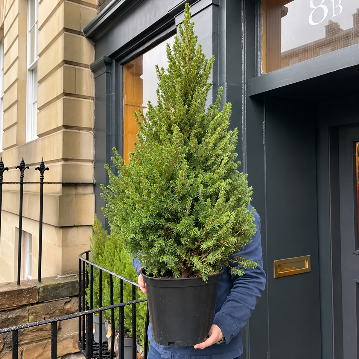 5 Gal Potted Christmas Tree