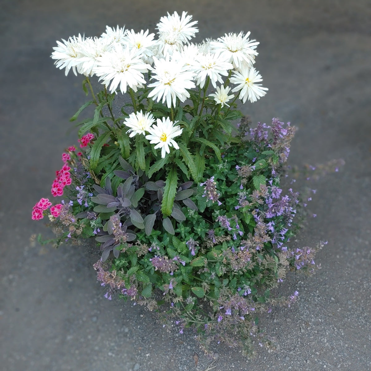 12” Perennial Planter