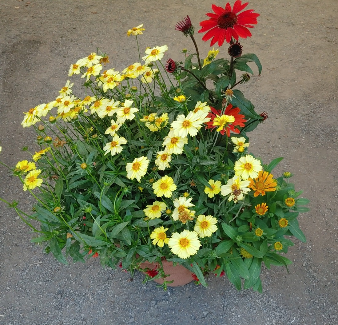 12” Perennial Planter