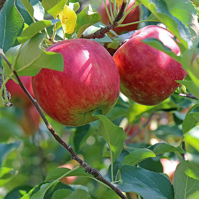 10G Fruit Tree Apple