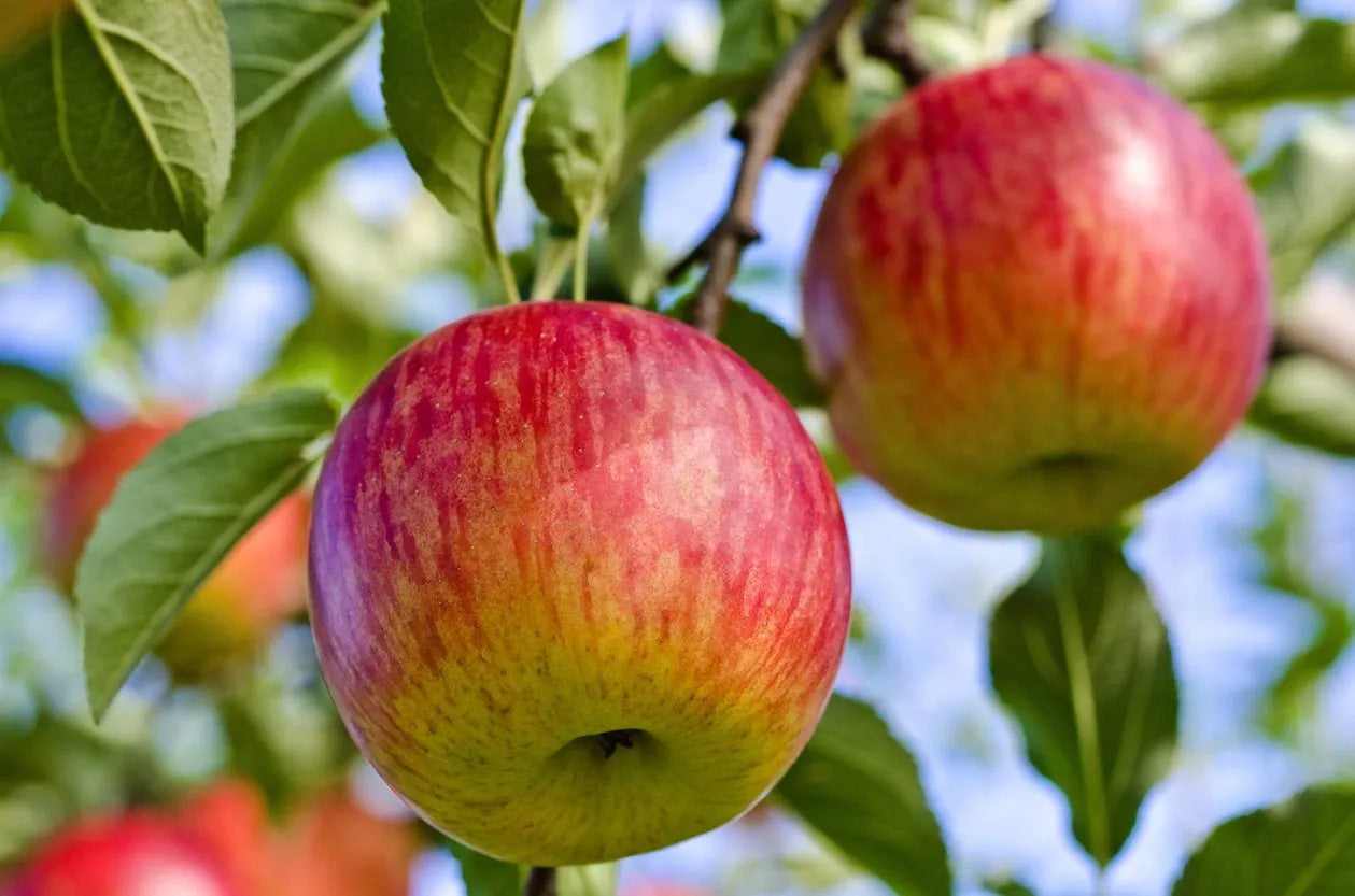10G Fruit Tree Apple