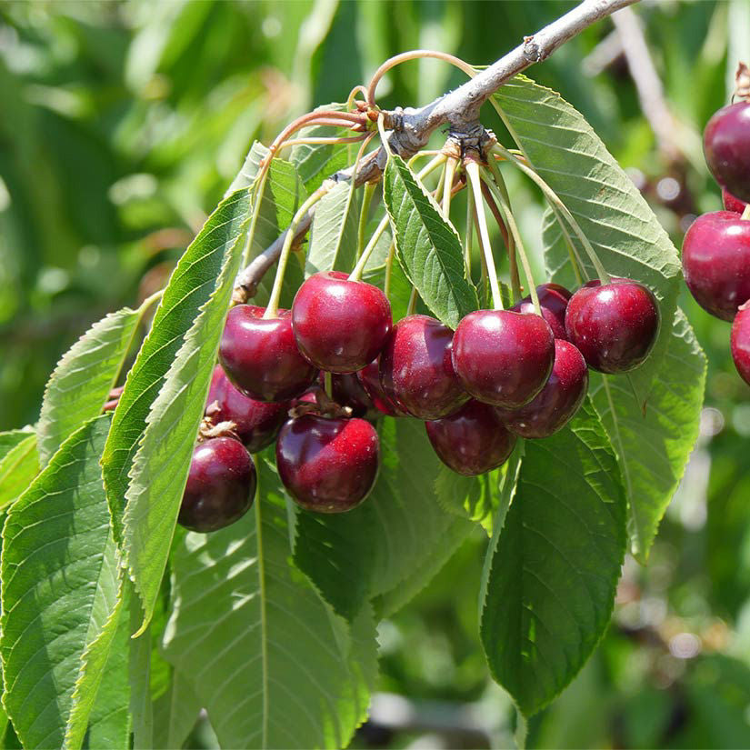 10G Fruit Tree Cherry