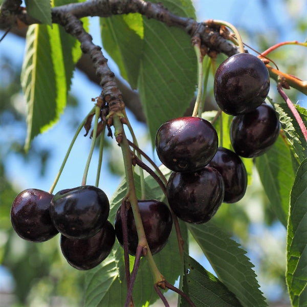 10G Cherry Fruit Tree