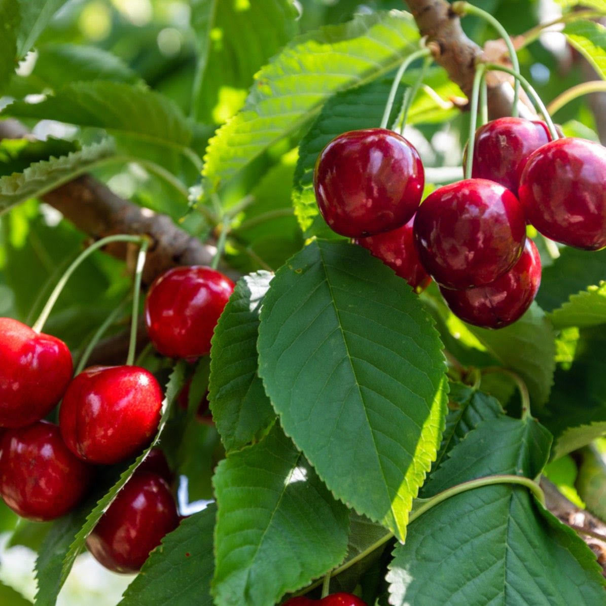 10G Fruit Tree Cherry