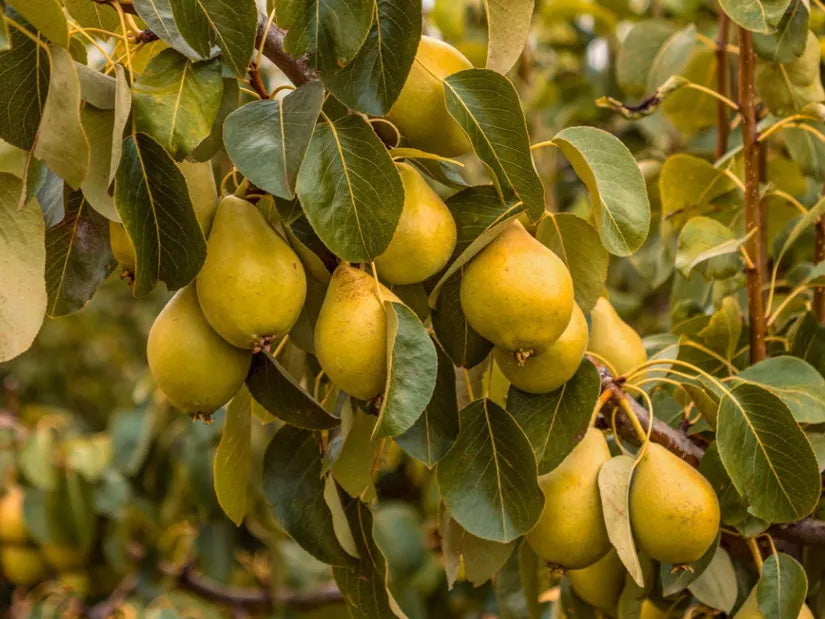 10G Fruit Tree Pear