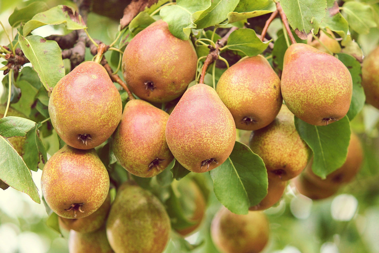 10G Fruit Tree Pear