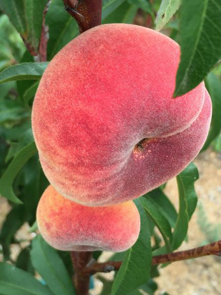 10G Fruit Tree Peach