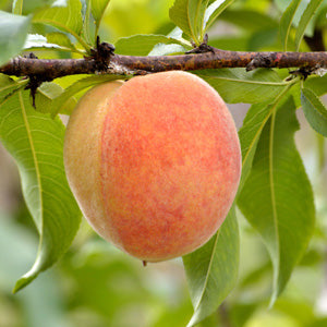 10G Fruit Tree Peach