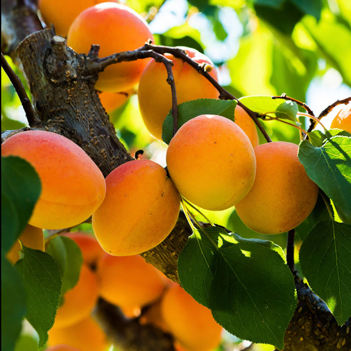 10G Fruit Tree Apricot