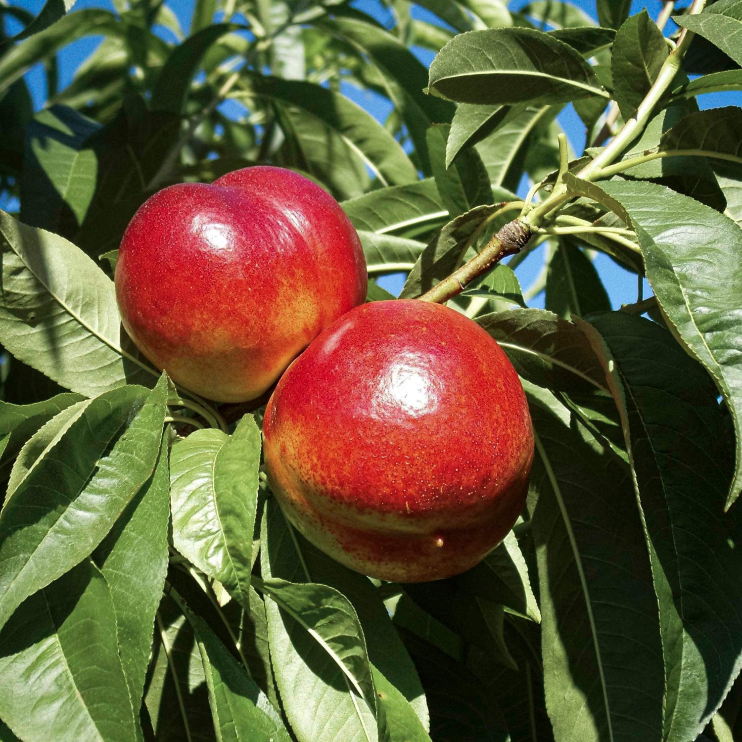 10G Fruit Tree Nectarine