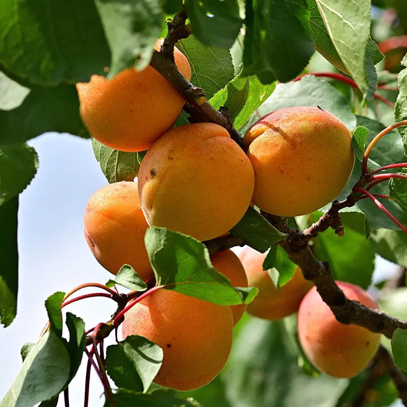 10G Fruit Tree Apricot