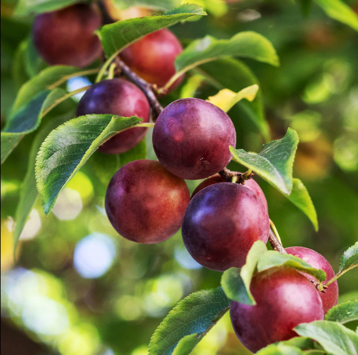 10G Fruit Tree Plum