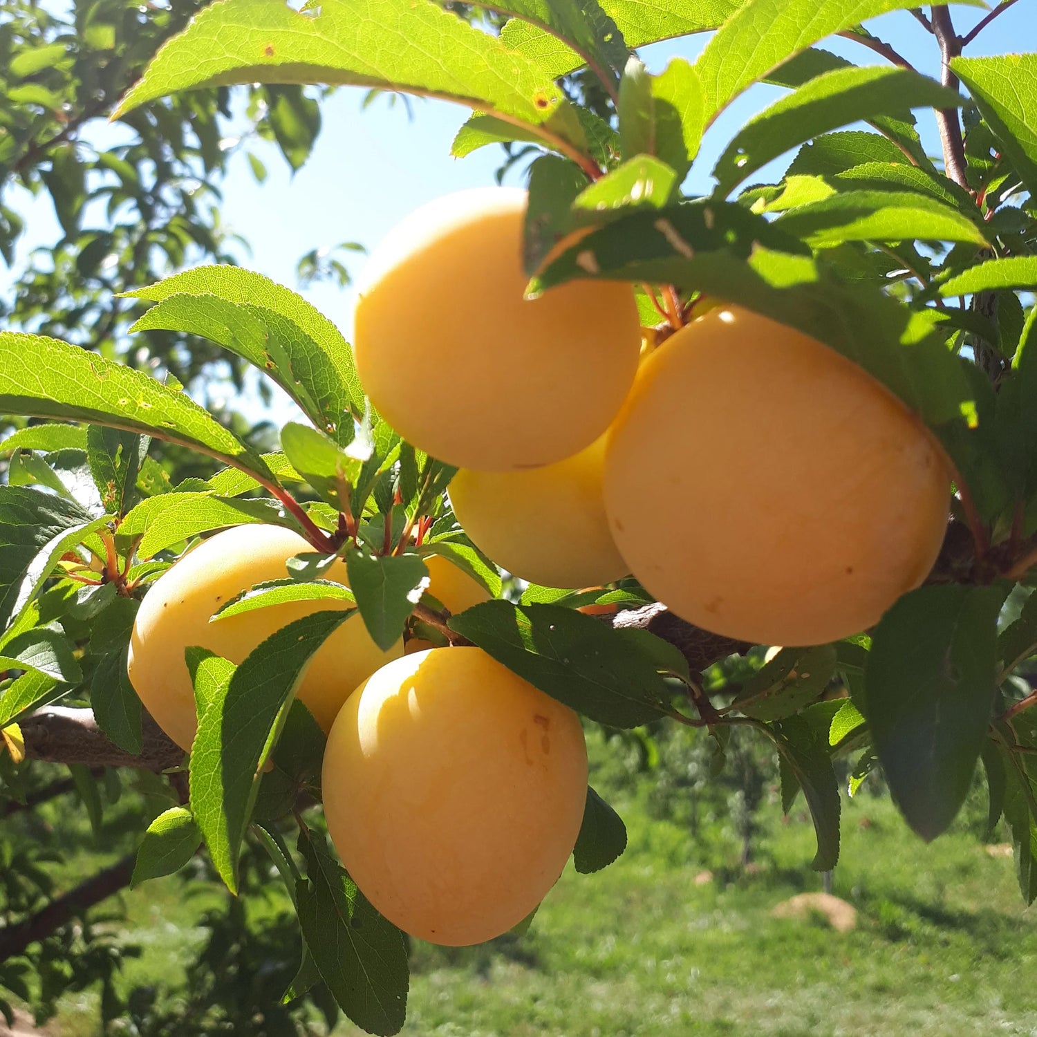 10G Fruit Tree Plum