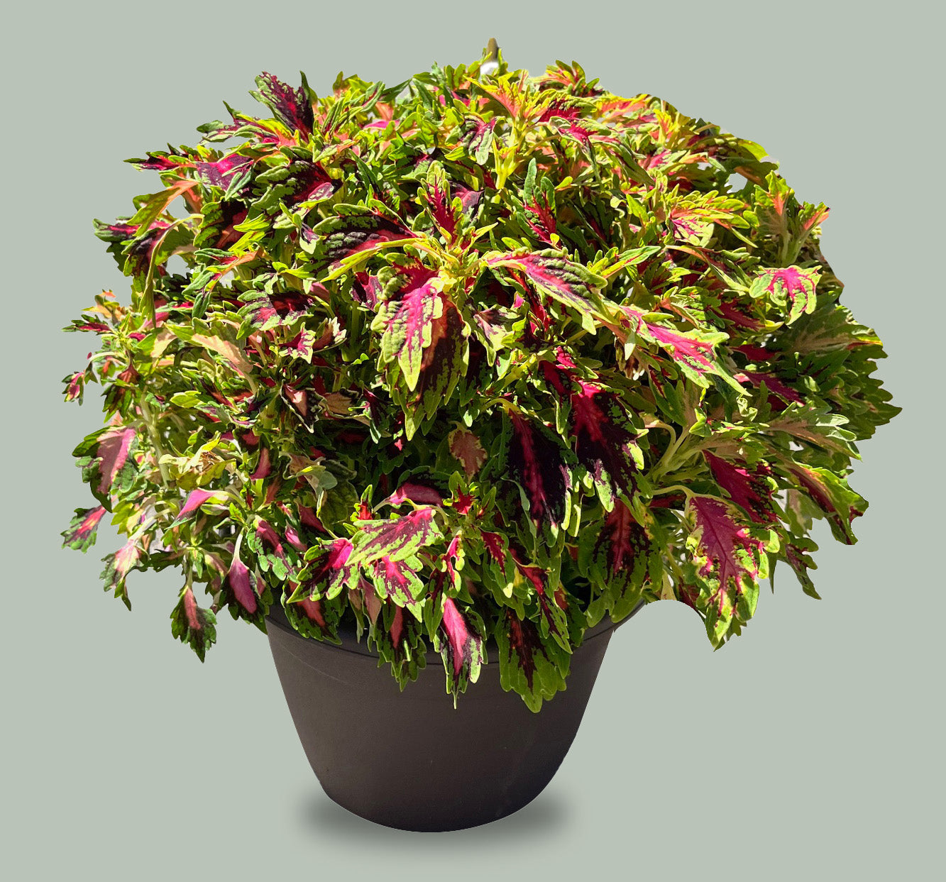 10" Coleus Downtown