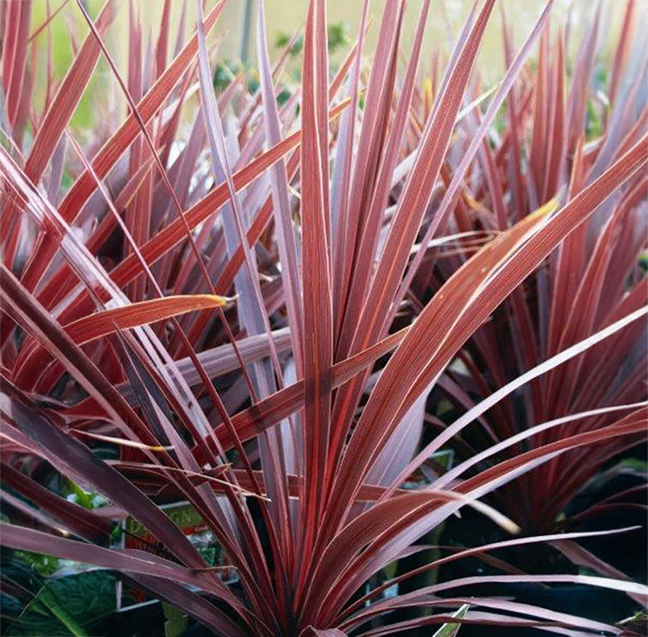 10" Cordyline Red Sensation