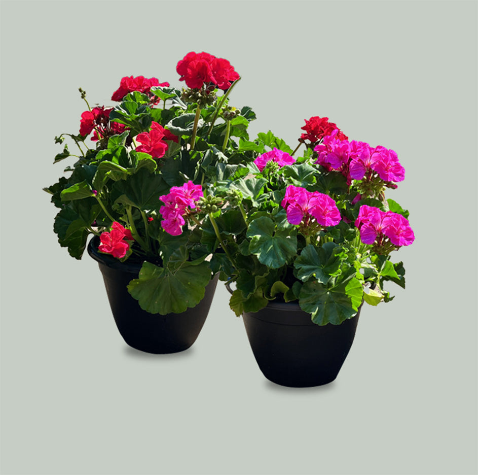 10" Geranium