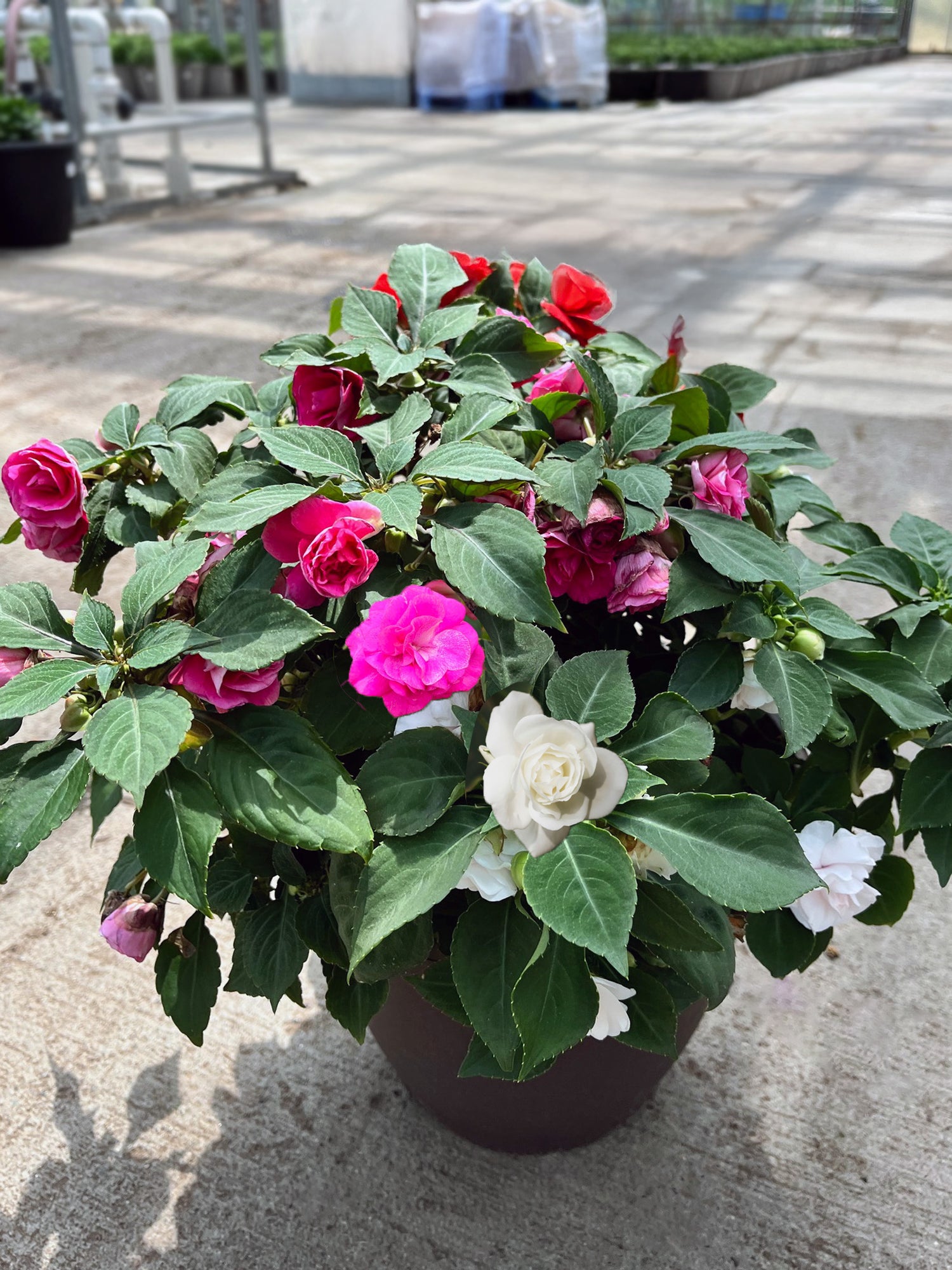 10" Impatiens Double Glimmer