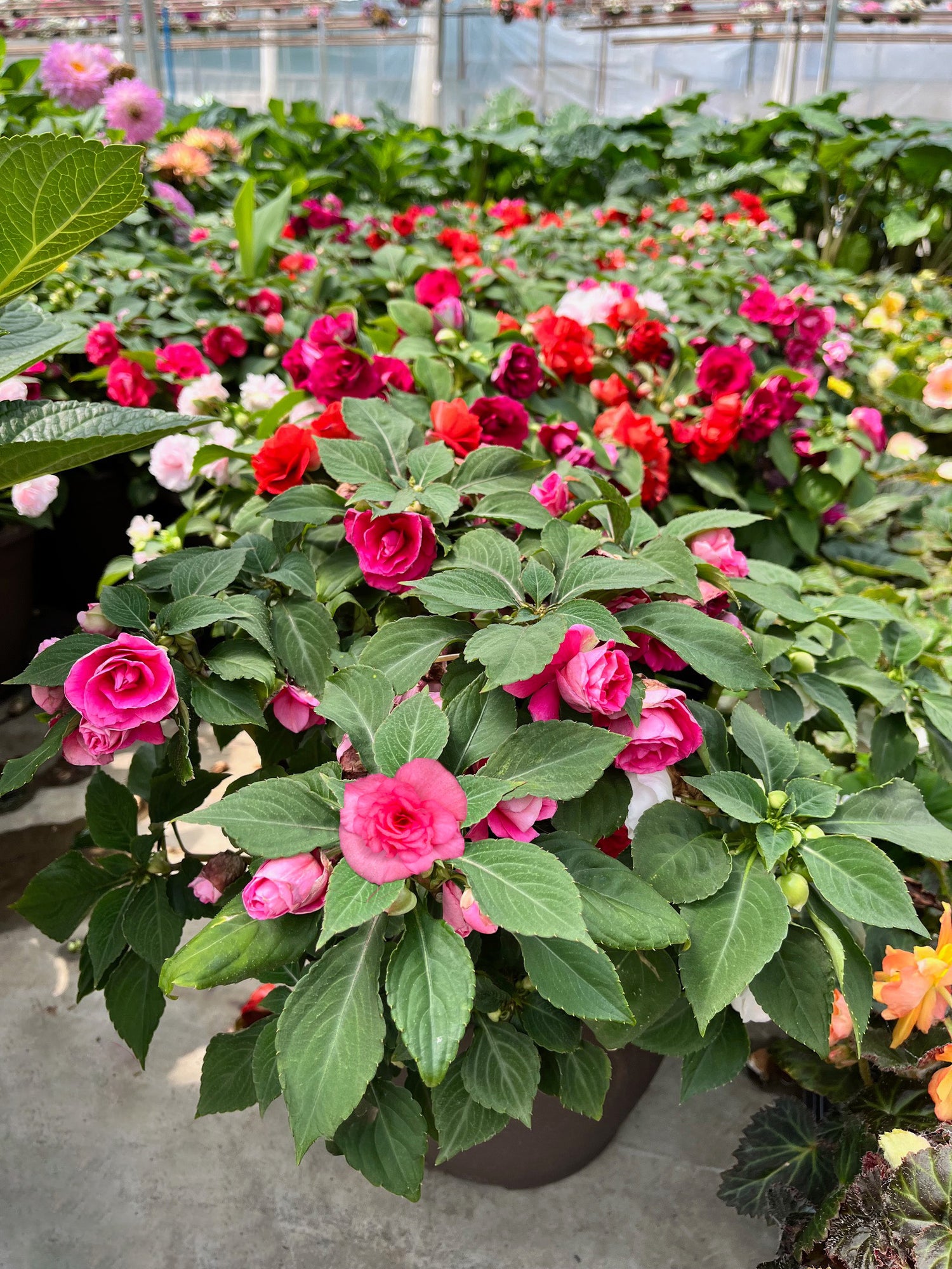 10" Impatiens Double Glimmer