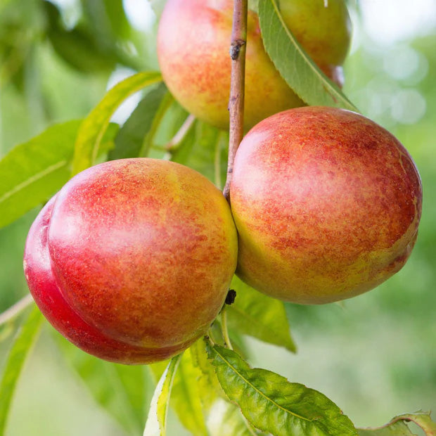 10G Fruit Tree Nectarine