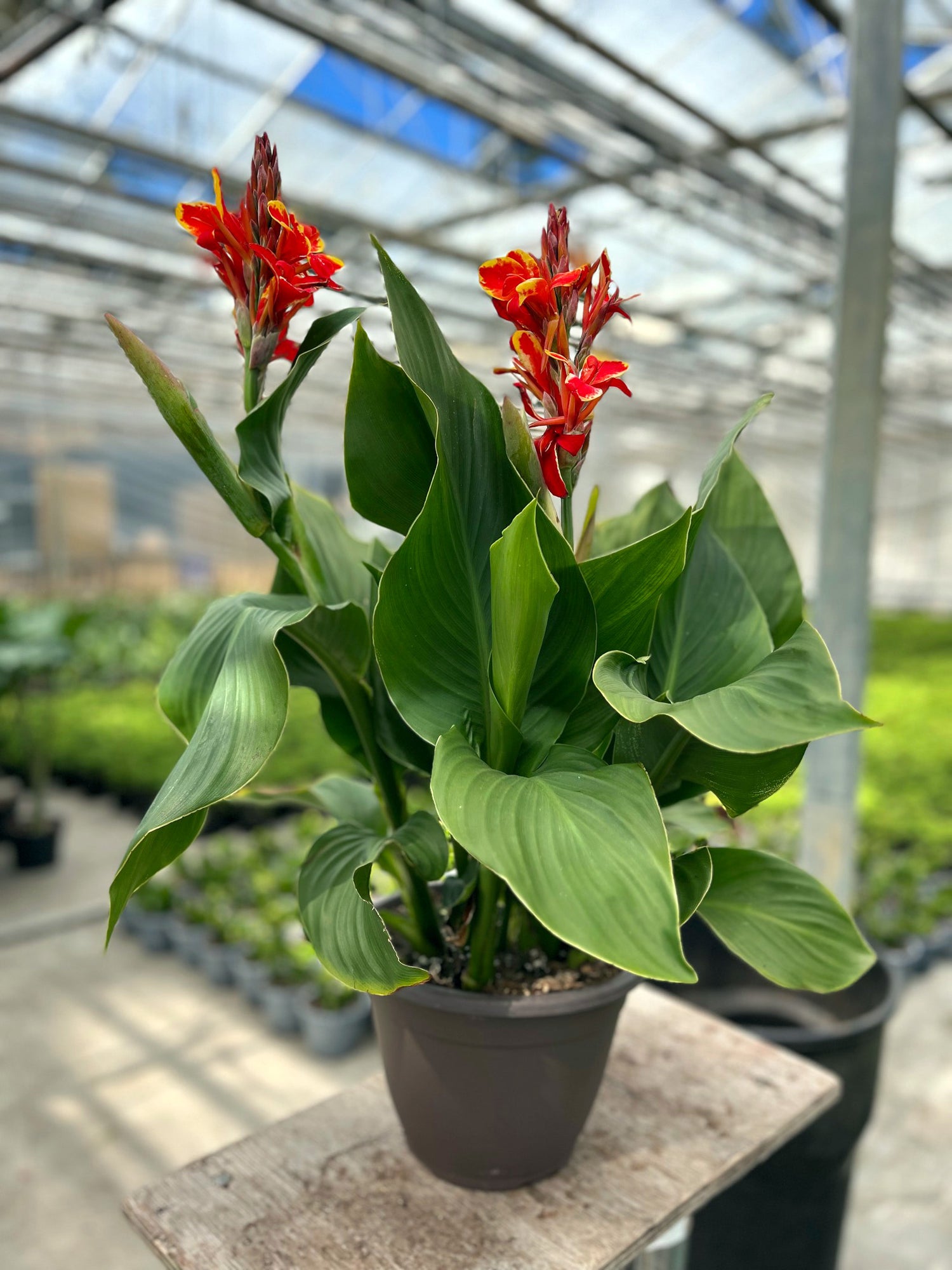 10" Canna Lily