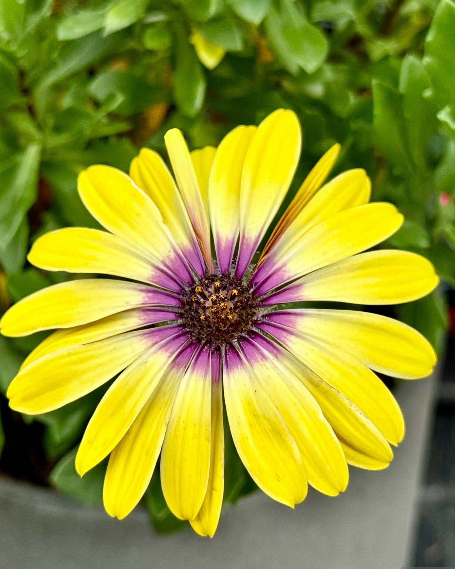 10" Osteospermum