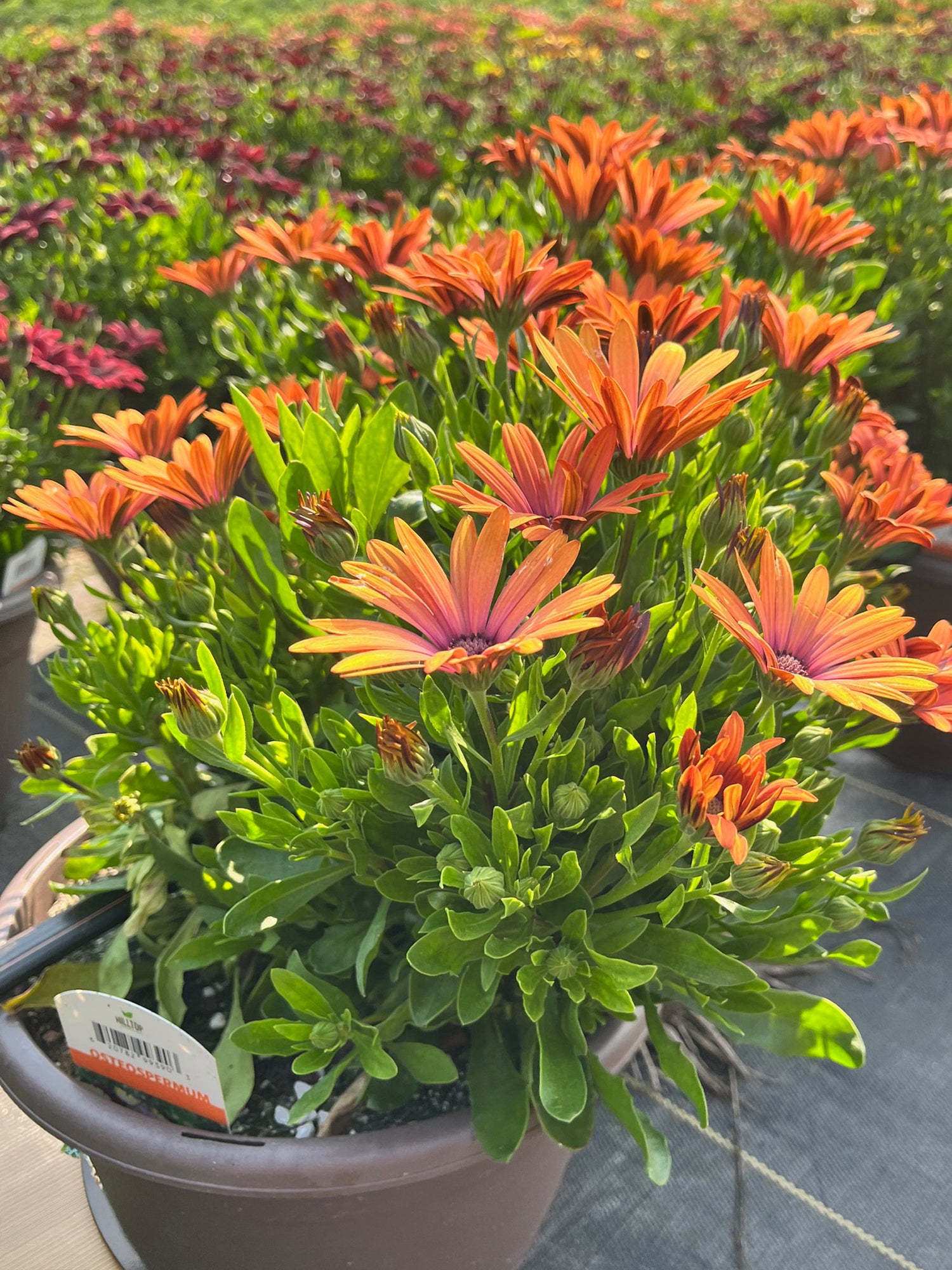 10" Osteospermum