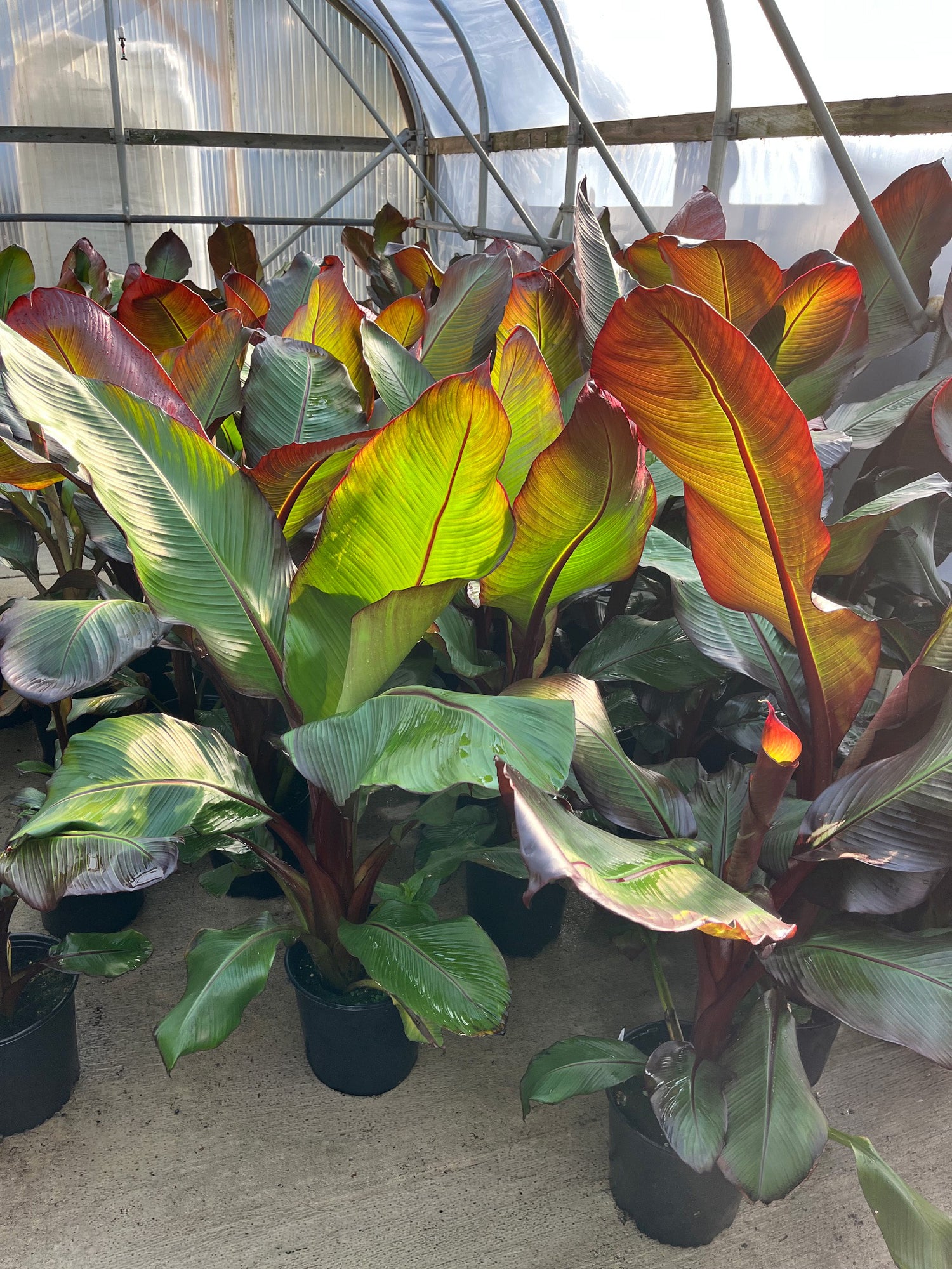 10" Banana Ensete Red