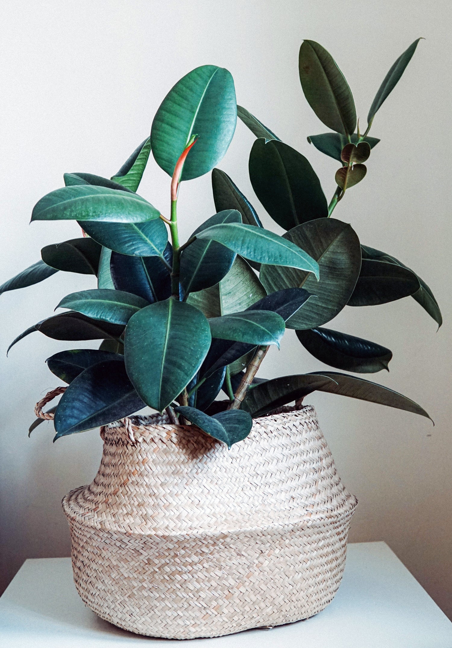 10" Ficus Robusta Burgundy