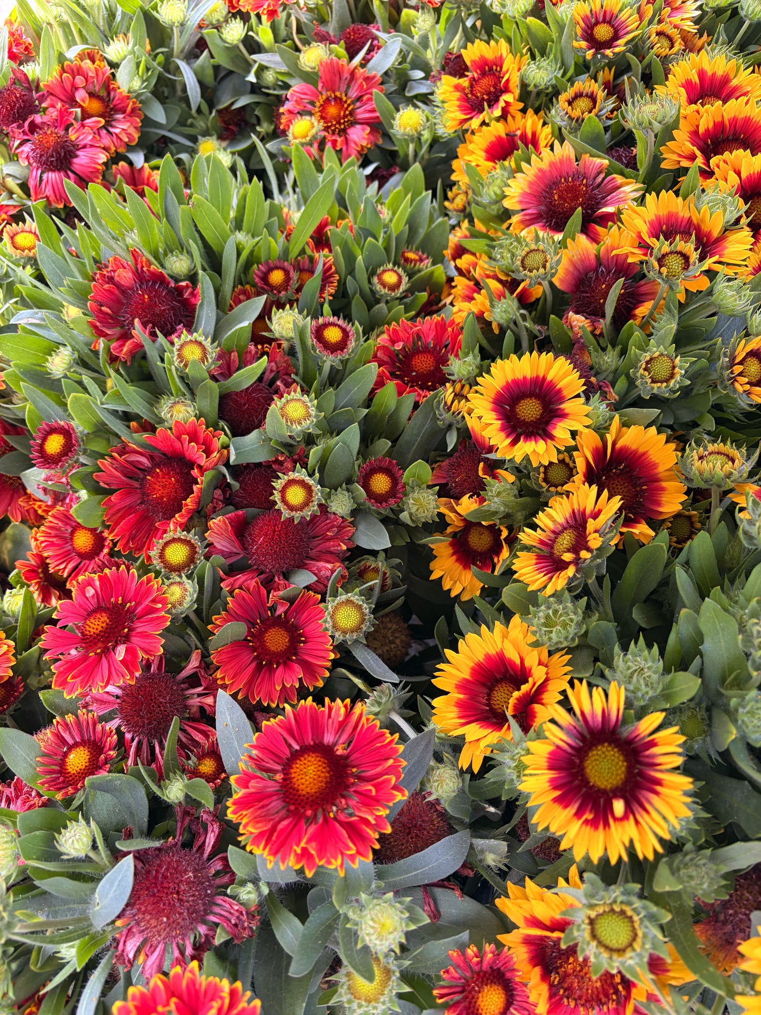 10" Gaillardia, Assorted