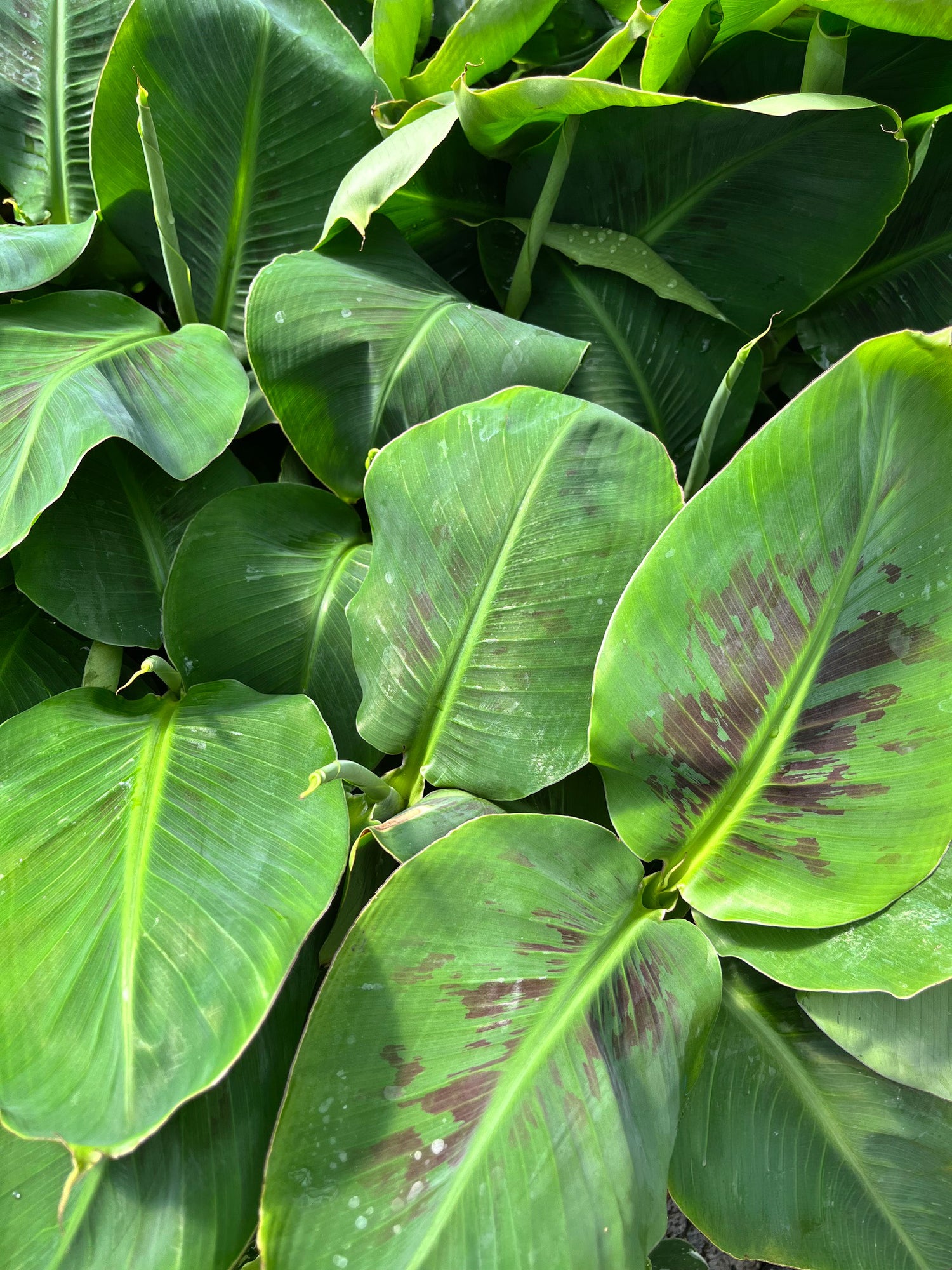 10" Banana Dwarf Cavendish
