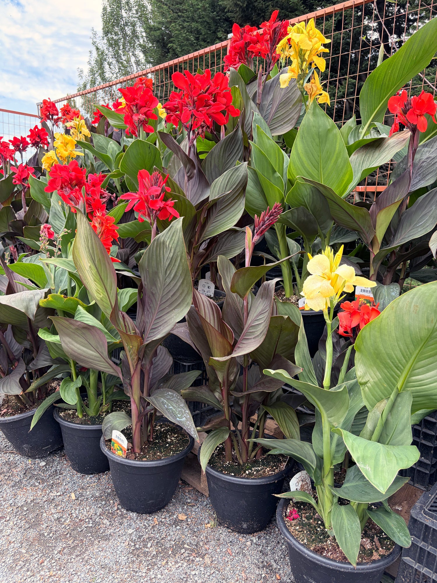 10" Canna Lily