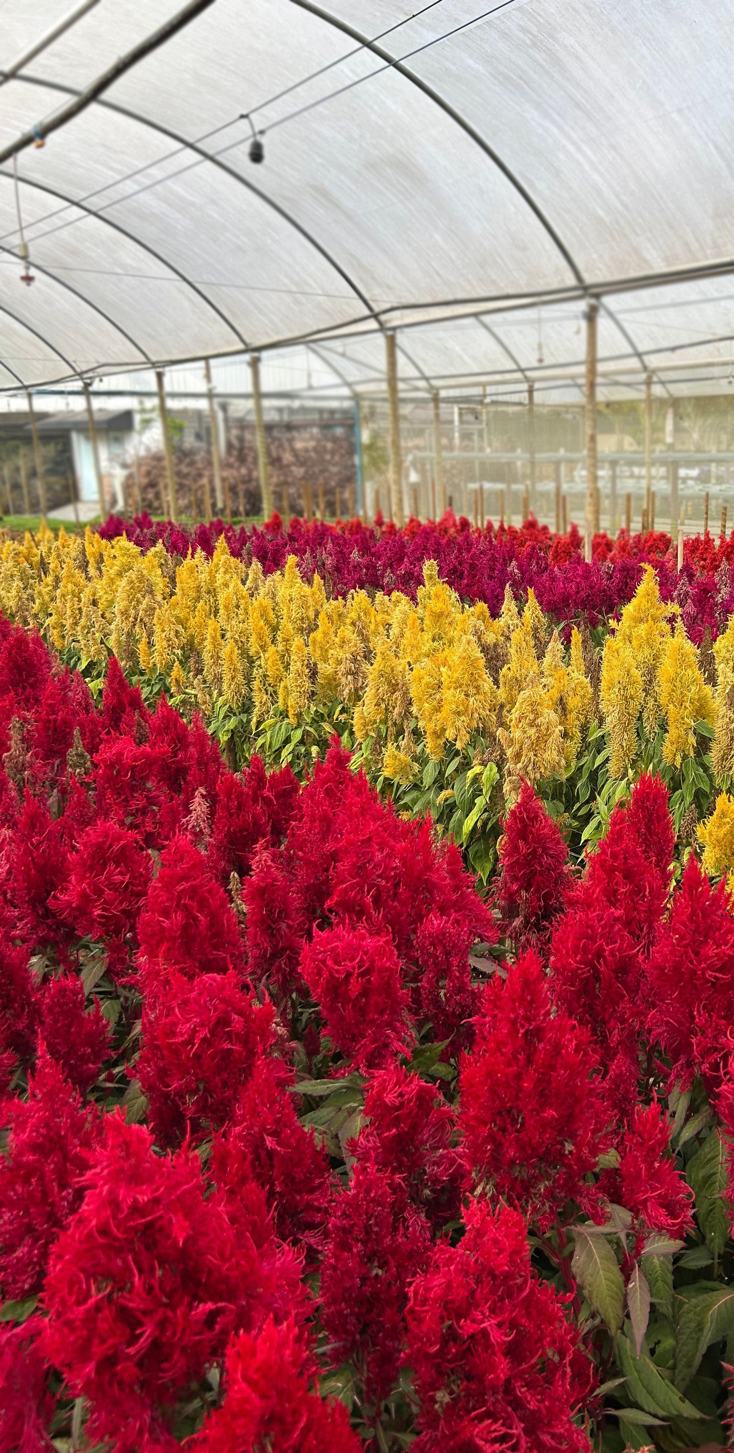 10" Celosia