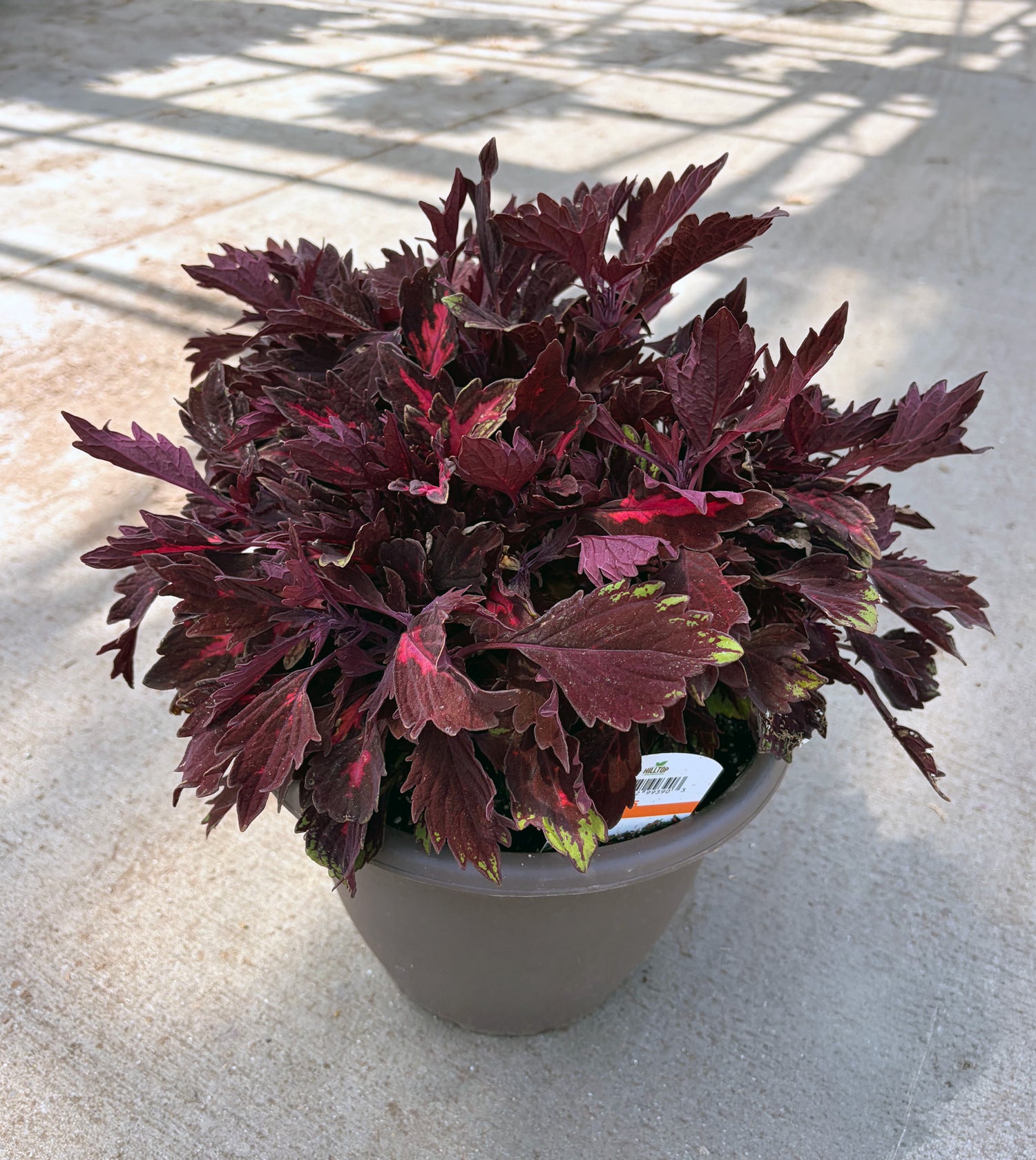 10" Coleus Downtown