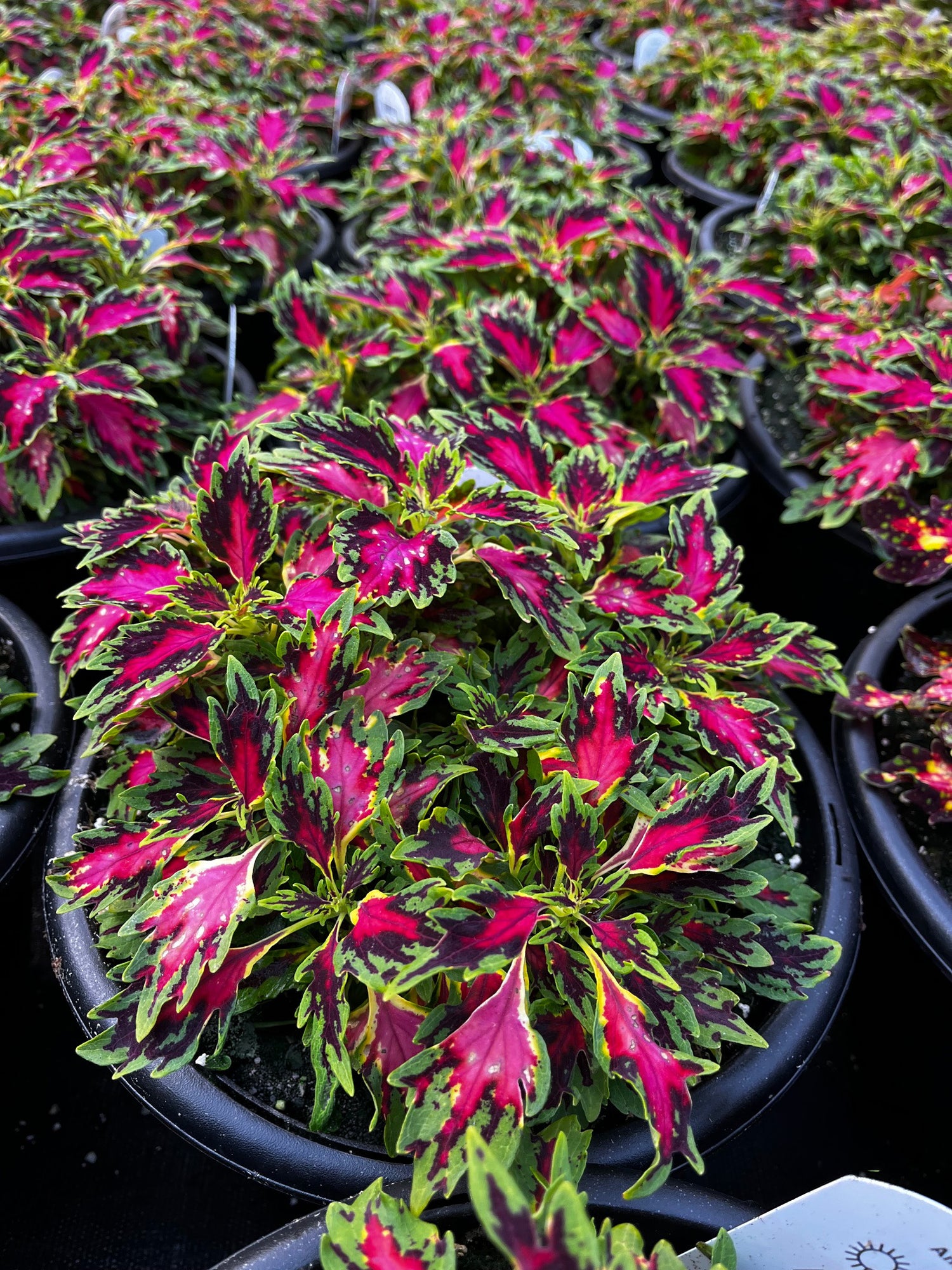 10" Coleus Downtown