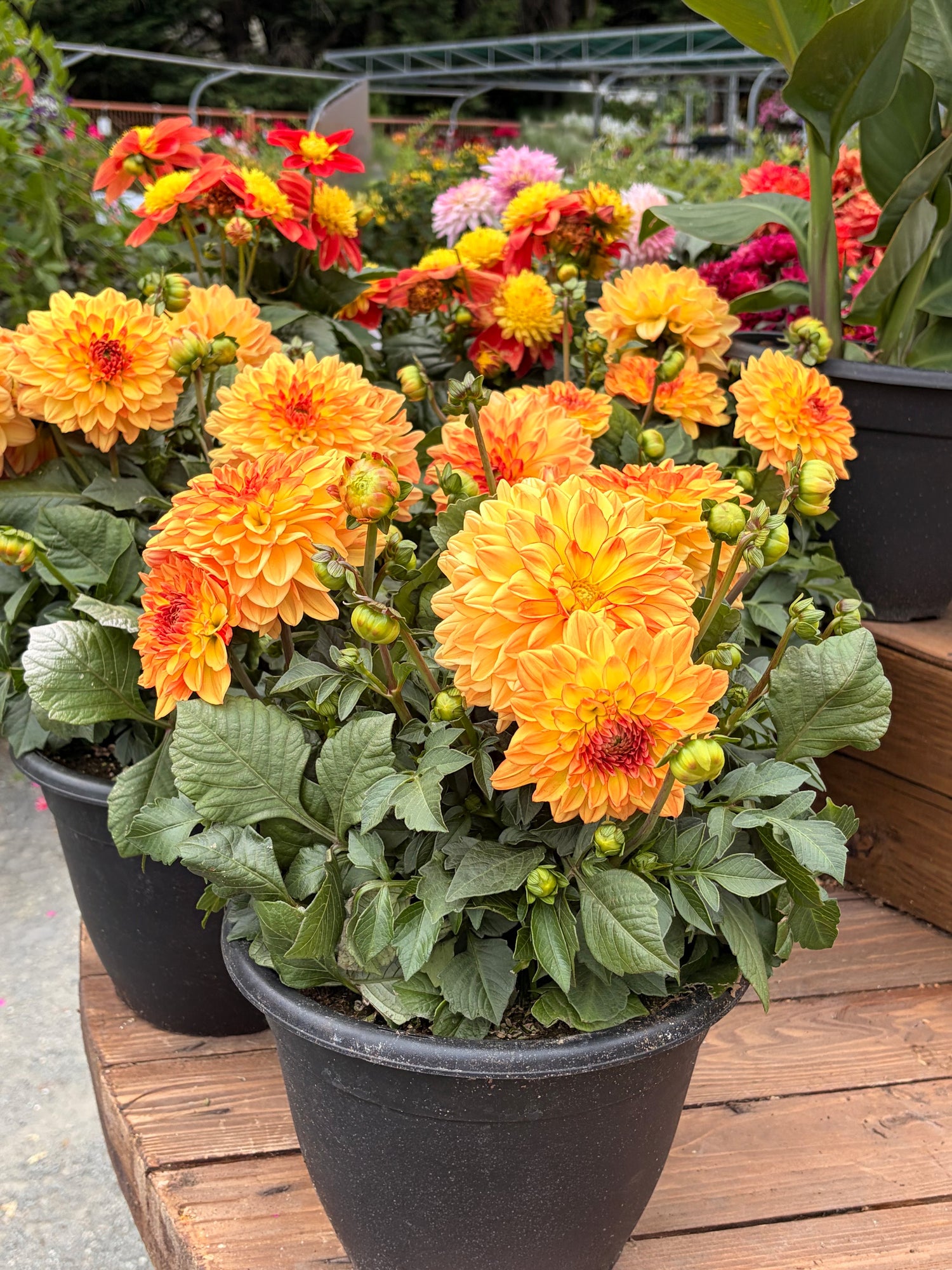 10" Dahlia, Mix