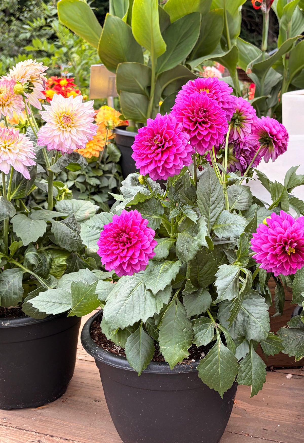 Dahlia – 10" Pot