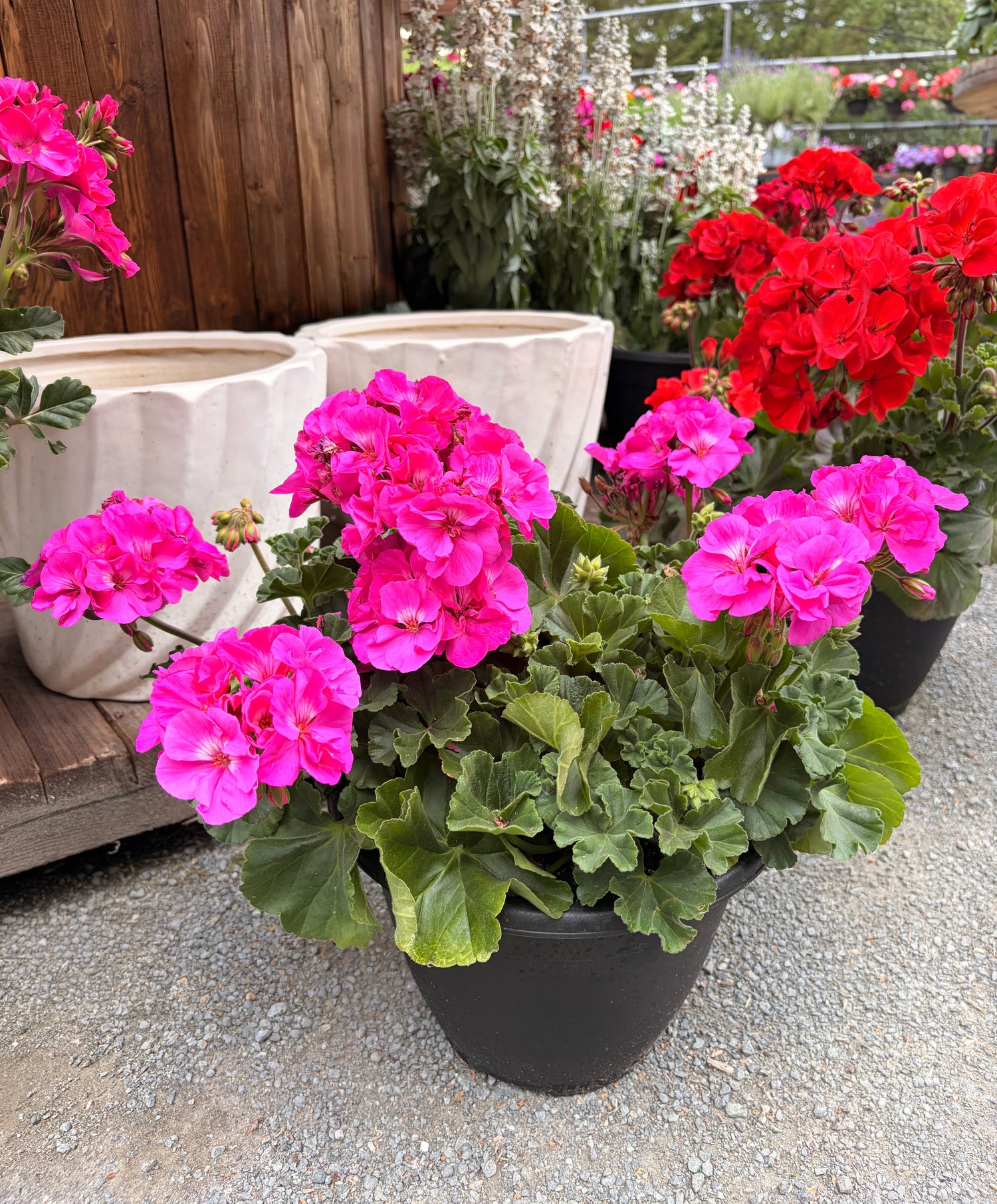 10" Geranium