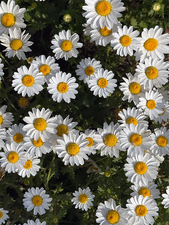 10" Leucanthemum
