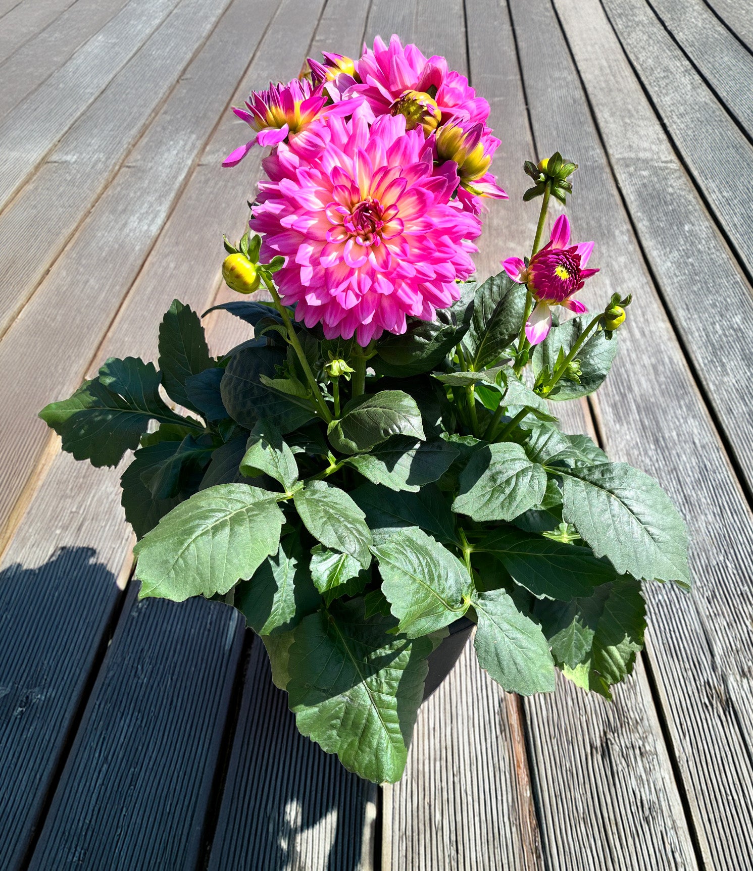 10" Dahlia