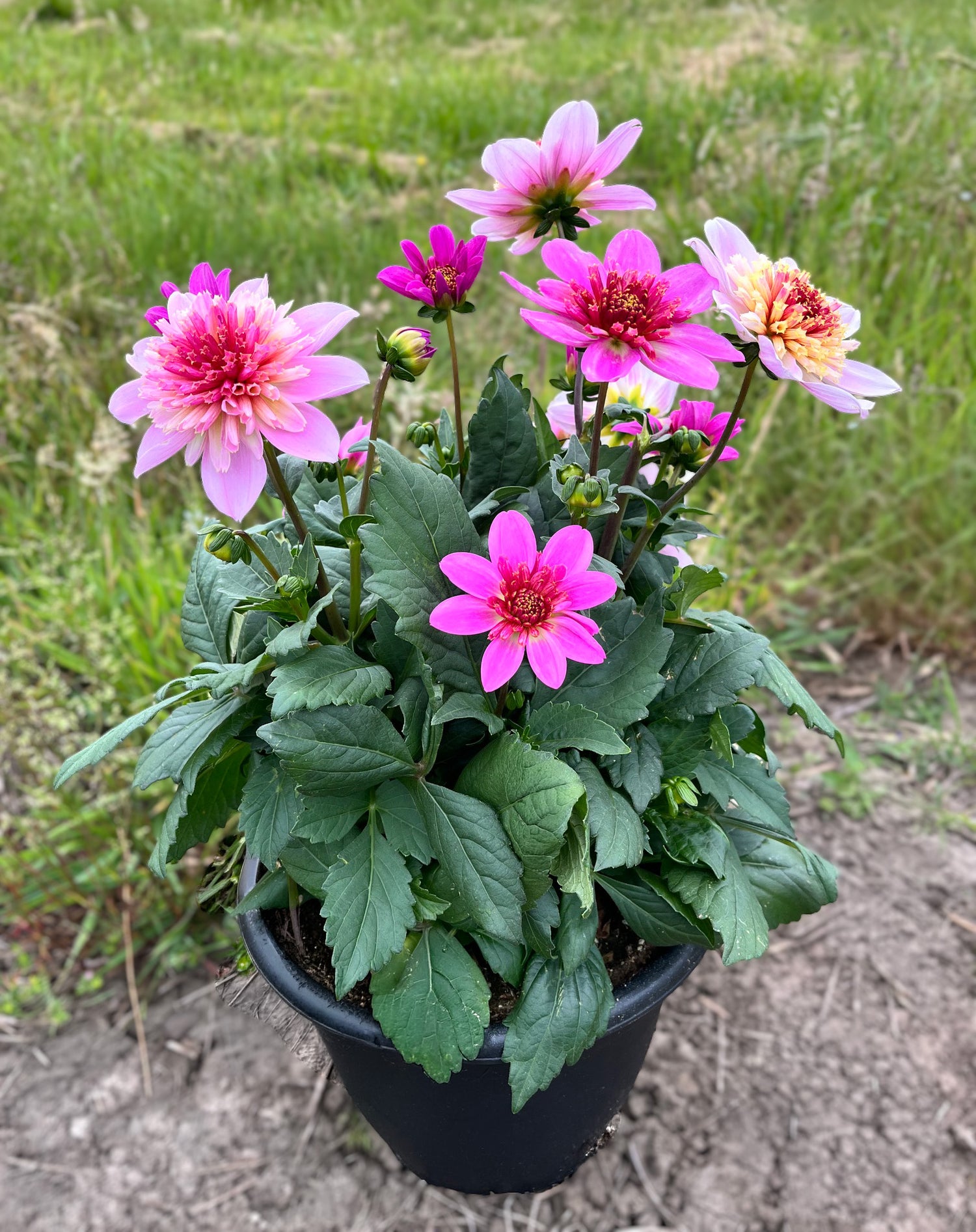 10" Dahlia