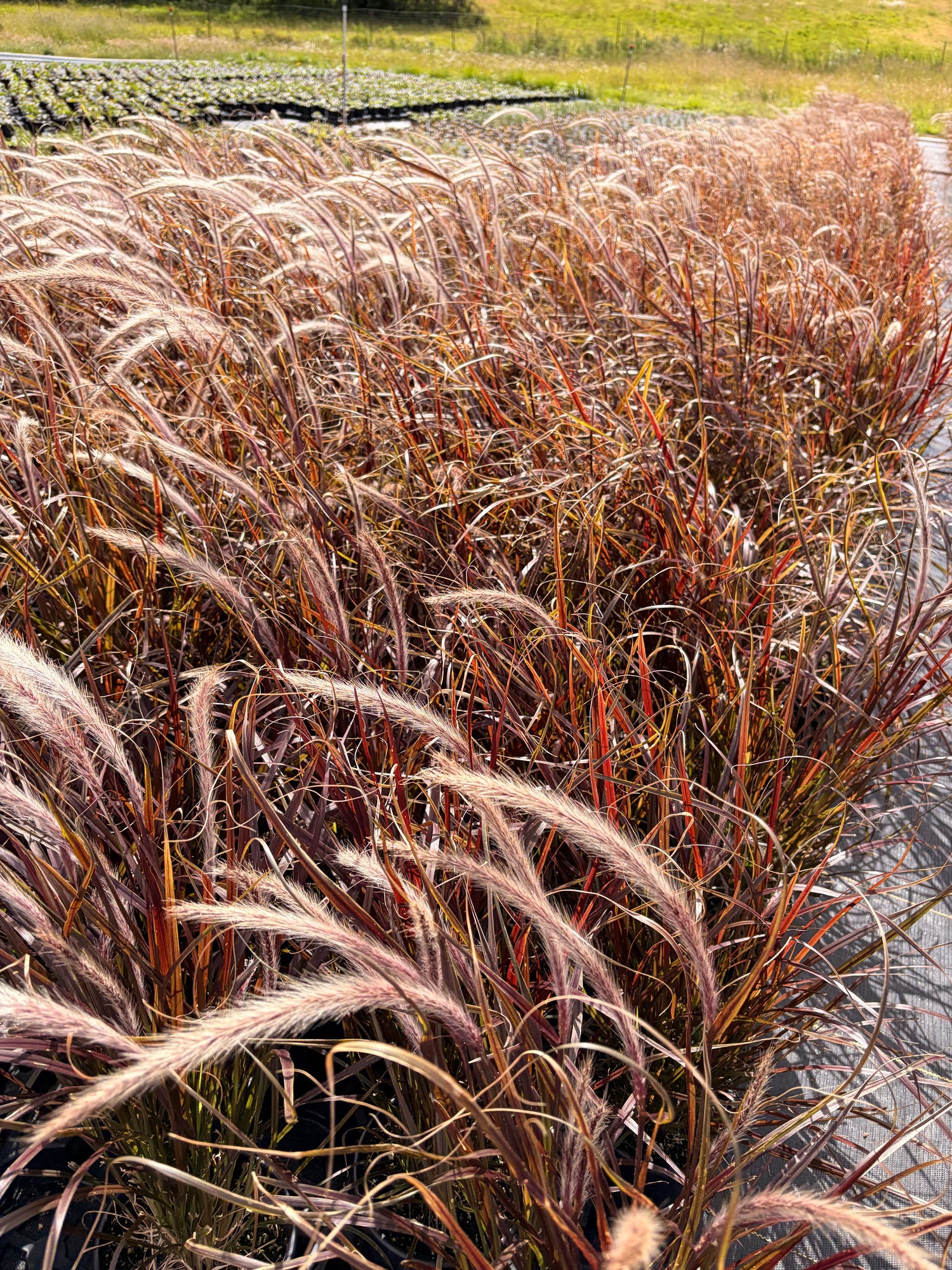 1G Ornamental Grass 'Purple Fountain'