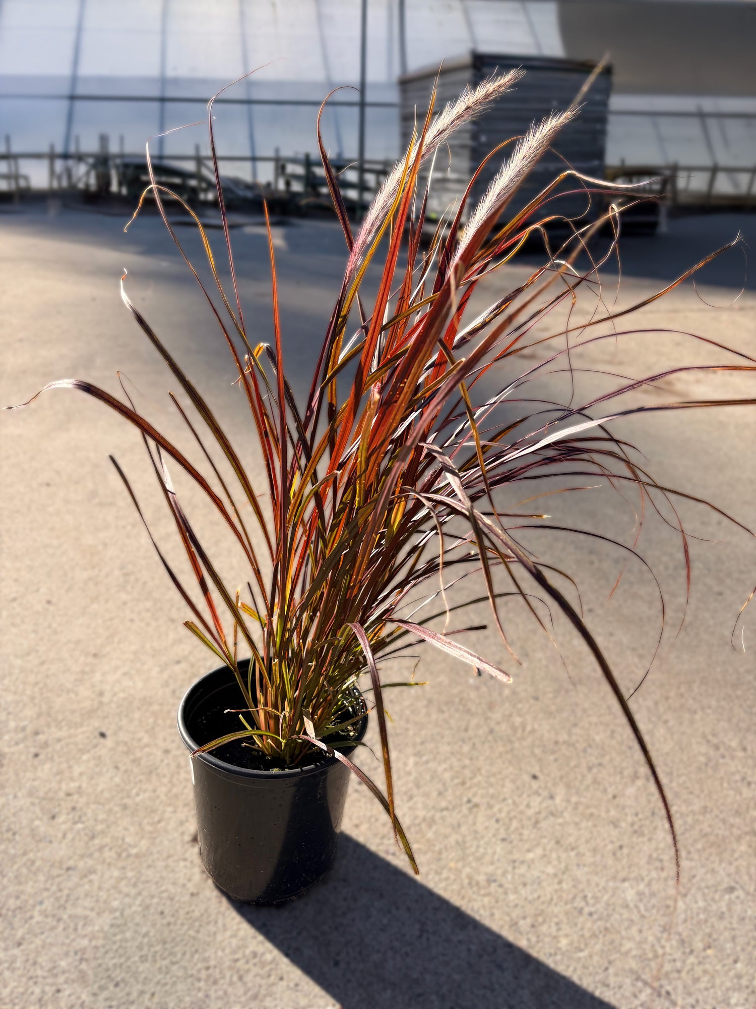 1G Ornamental Grass 'Purple Fountain'