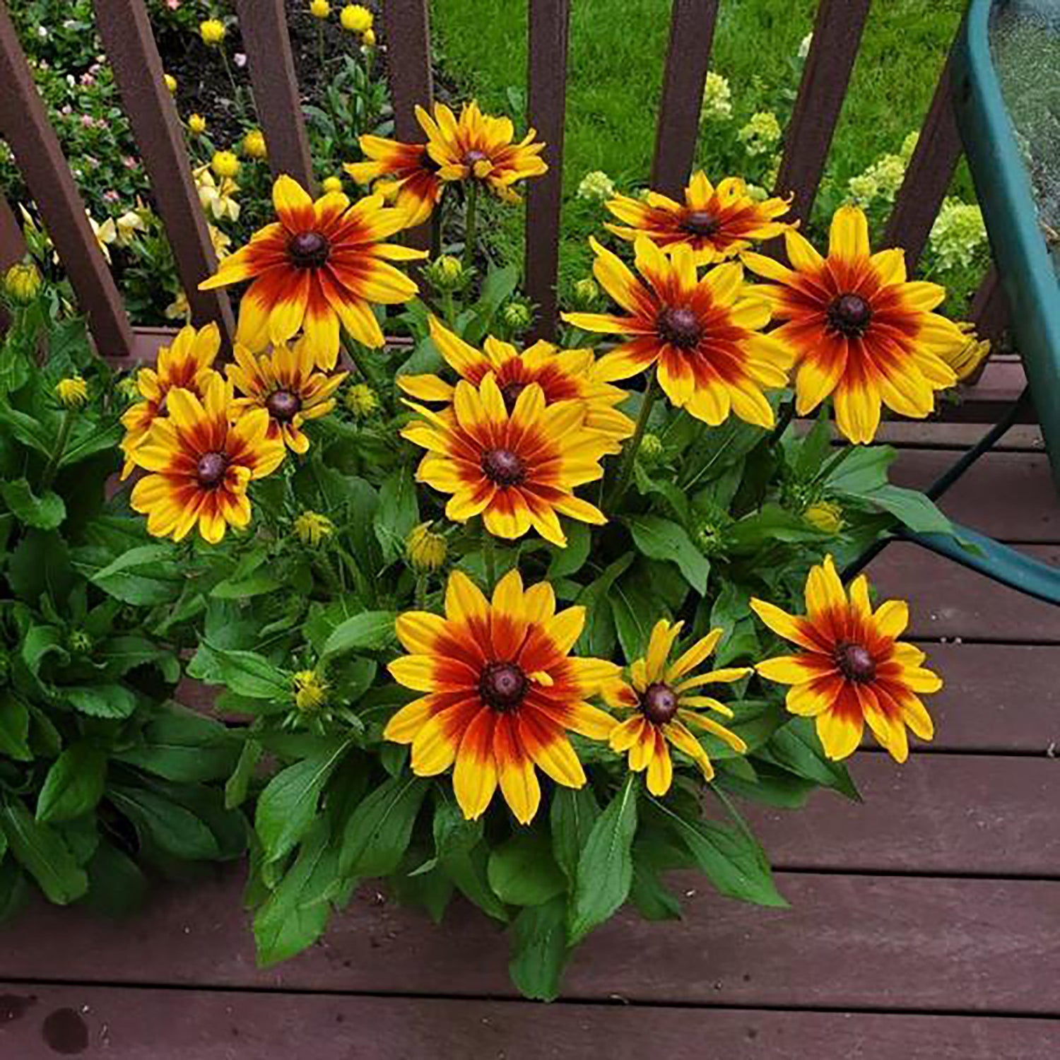 10" Rudbeckia Sunspot